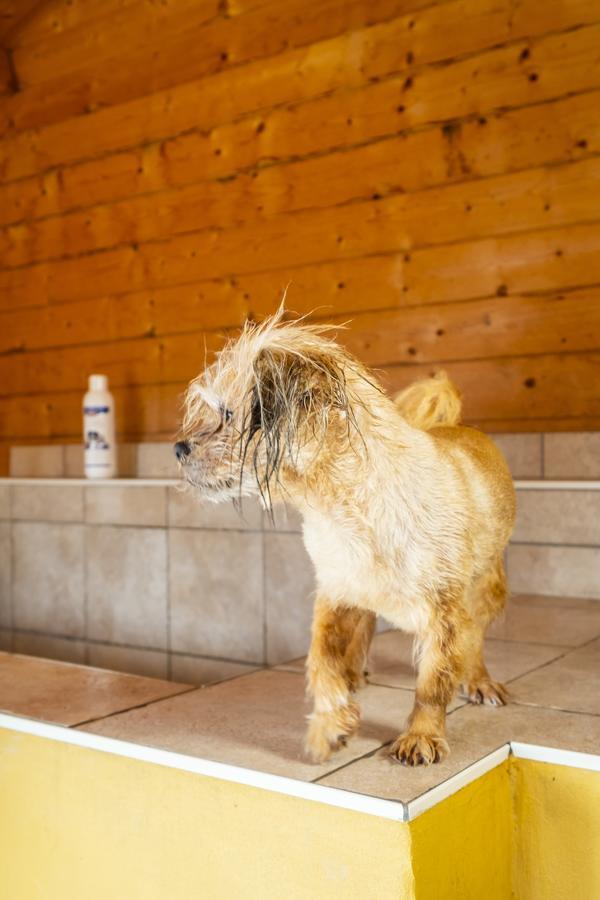 Hotel, Restaurant, Cafe Pharisaerhof - Nordseeurlaub Mit Hund Nordstrand Kültér fotó